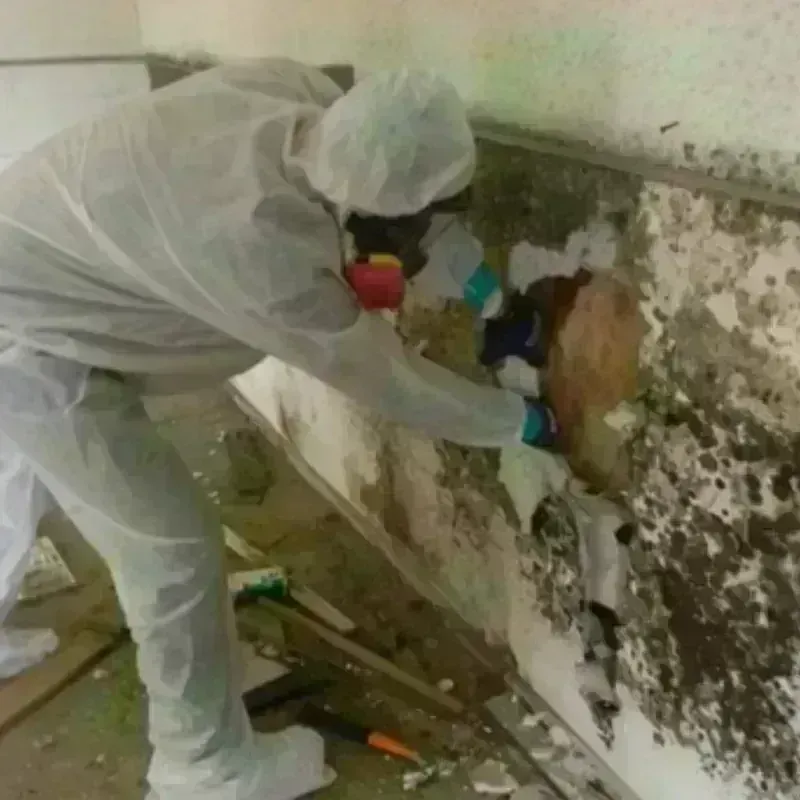 Mold Remediation and Removal in Olga, FL